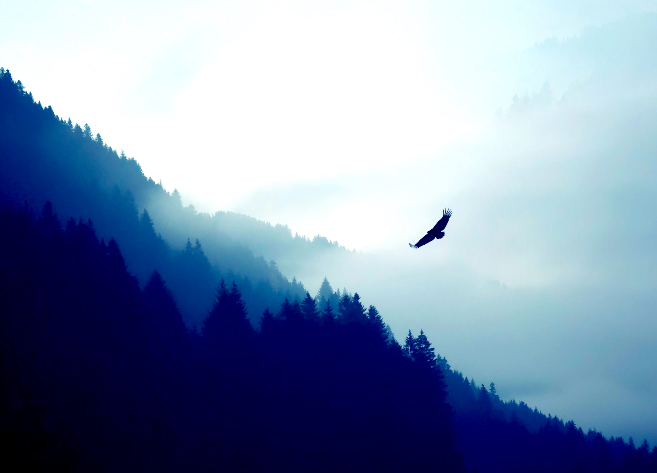 Un aigle survole une forêt dans la brume