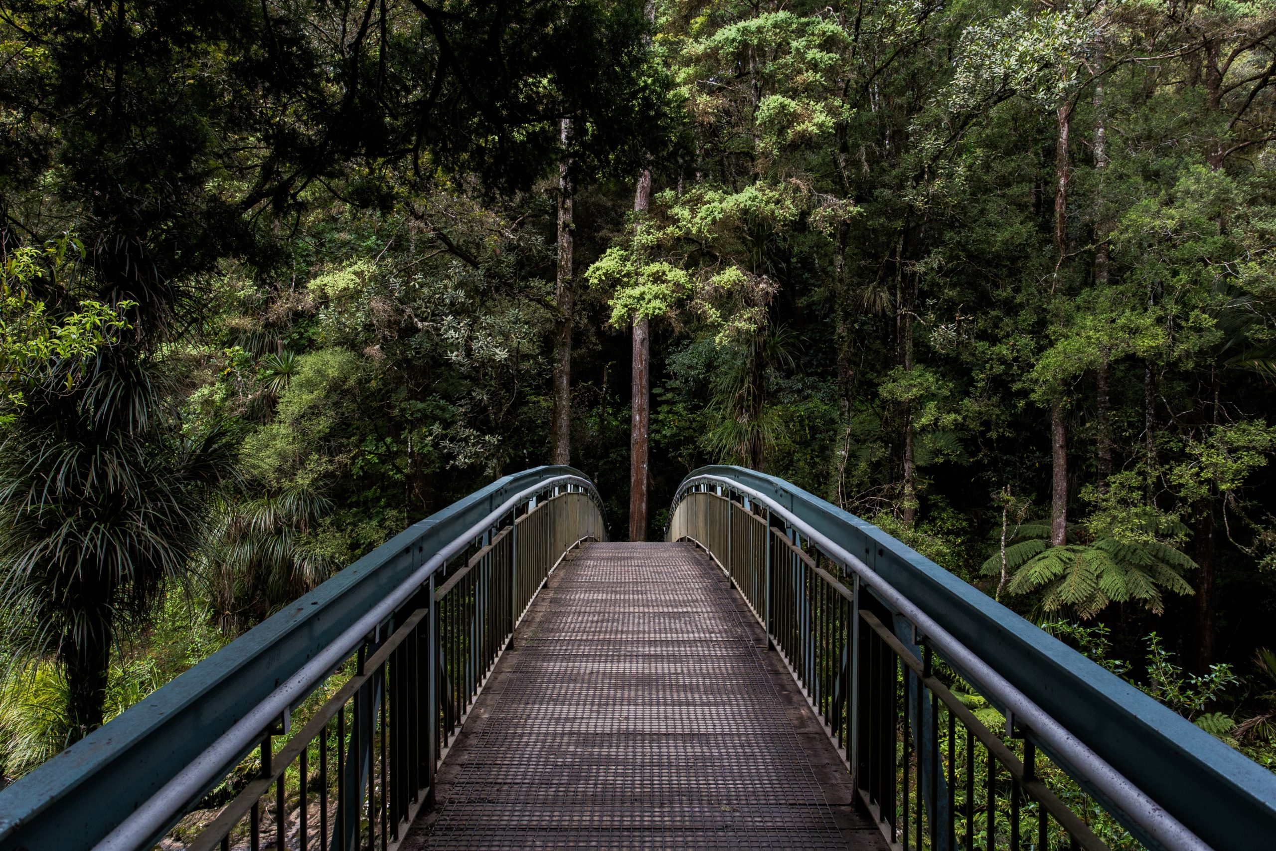 Passerelle menant vers une forêt, symbole de la transition accompagnée
