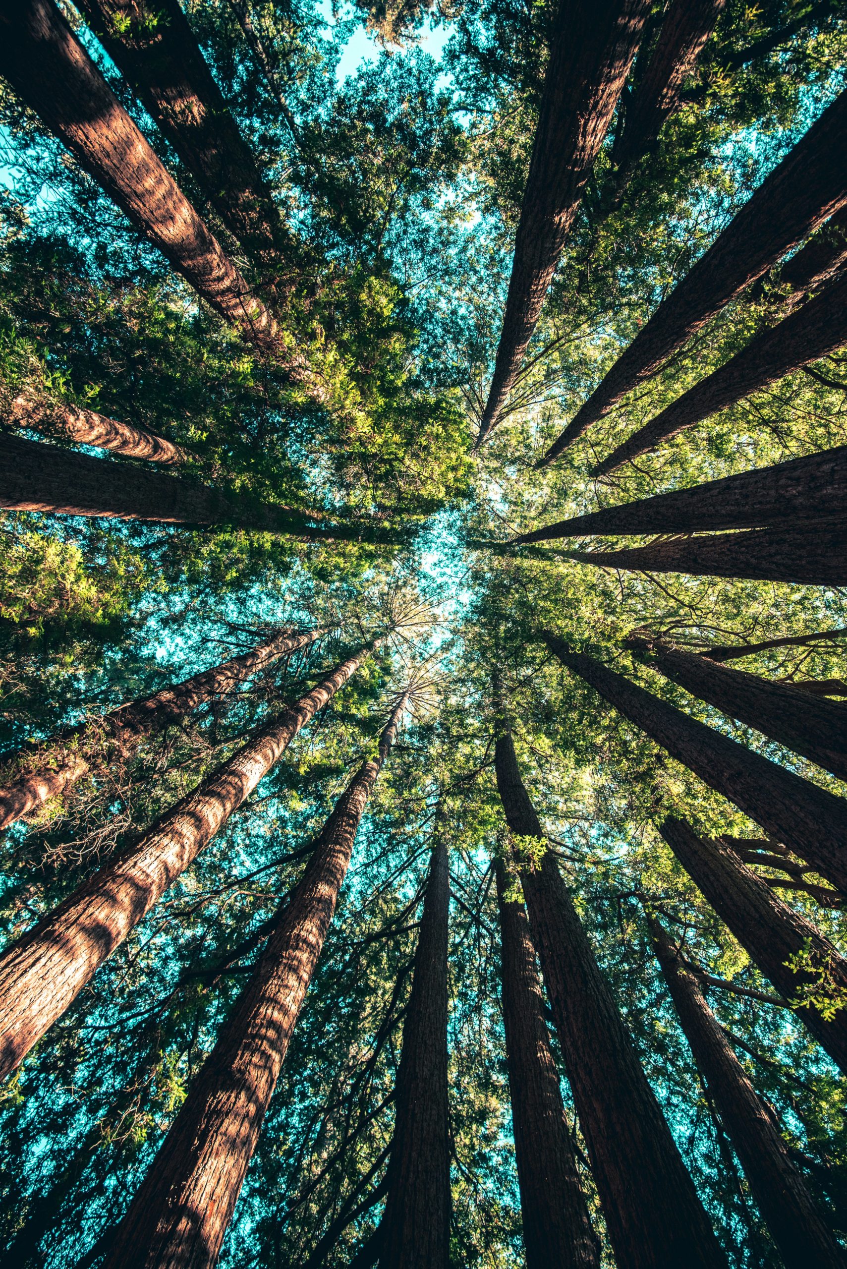 Grands arbres vus d'en bas, cimes réunies vers le ciel : une forêt qui grandit ensemble